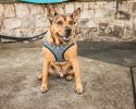 Pet Life 'Checkerwag' Checkered Buttoned Mesh Reversible And Breathable Adjustable Dog Harness